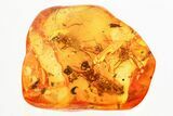 Fossil Ant-Like Leaf Beetle, Long-Legged Flies & Debris in Amber #357718-1